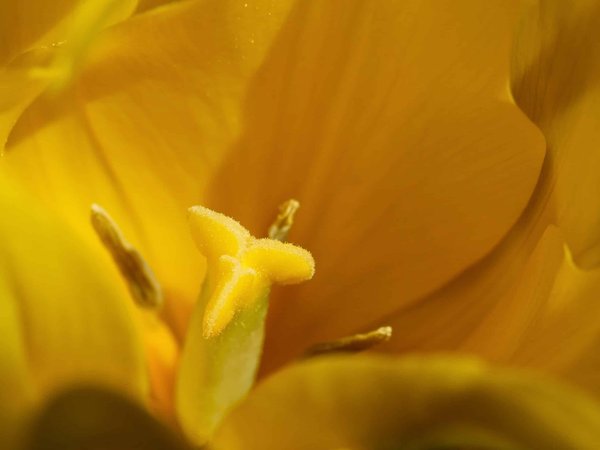 les avantages d'un écran incurvé pour une immersion visuelle totale