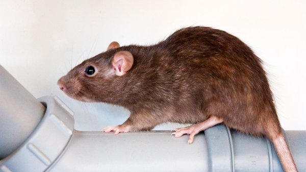 Dératisation et cybersécurité : protégez vos données des rongeurs